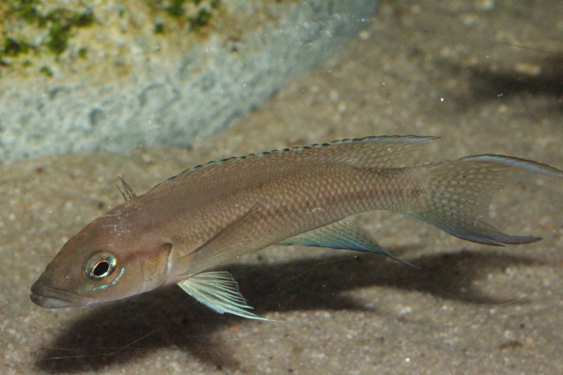 Neolamprologus longicaudatus 'Bilila (Kavala) Island'